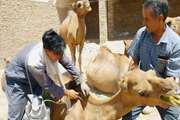 Vaccination of camels against Charbon disease